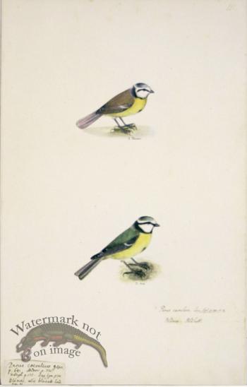 111 Swedish Birds . Parus Caeruleus,  Blue Tit, Male & Female